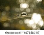 Spider on Web