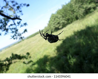 spider on the web