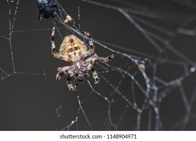 spider on web