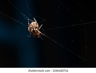 spider on web