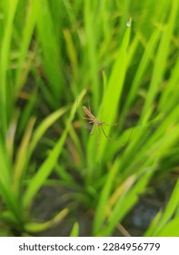A spider on a web