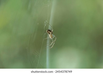 a spider on the web