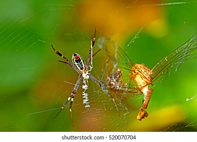 Spider on web