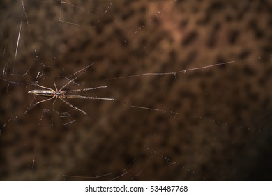spider on the web
