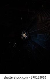 Spider on the web