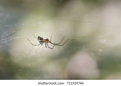 Spider on web.