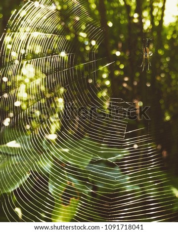 Similar – Image, Stock Photo Looking up in the beer garden