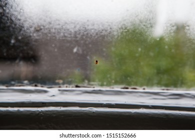 spider on the web against the window