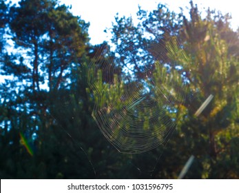 Spider on a spider web with a  background.