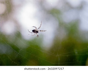 Spider on a Web with Blurred Background – Macro Photography