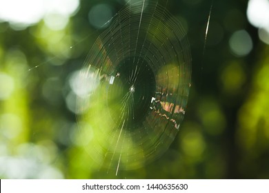 Spider on spider web in bokeh background - Powered by Shutterstock