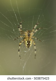 spider on web closeup