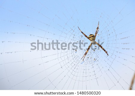 Similar – Image, Stock Photo A frosty leaf Colour photo