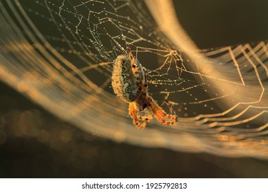 蜘蛛的圖片 庫存照片和向量圖 Shutterstock