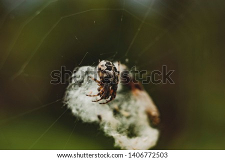 Similar – Image, Stock Photo closeup of trunk stumps of a phytolacca dioica in nature with abstract forms