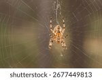 Spider on web in forest closeup