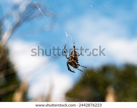 Spider on the web in the forest. Macro. Selective focus.