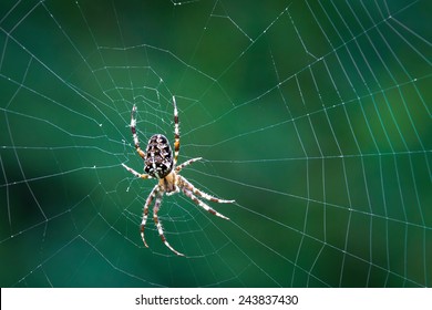 Spider on a spider web with a green background