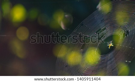 Similar – Image, Stock Photo nail snake Sunrise Sunset