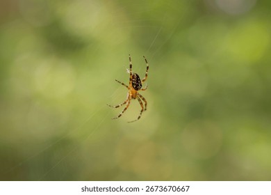A spider on the web inside the forest