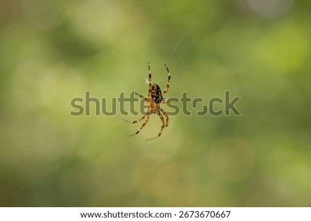 A spider on the web inside the forest