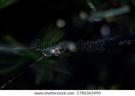 Similar – Image, Stock Photo Sandy Cheeks Environment