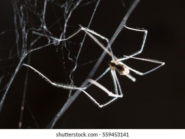 spider on a web. macro