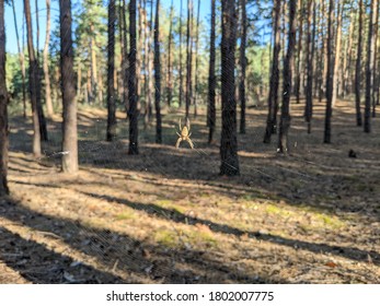 Spider on a web in a pine forest