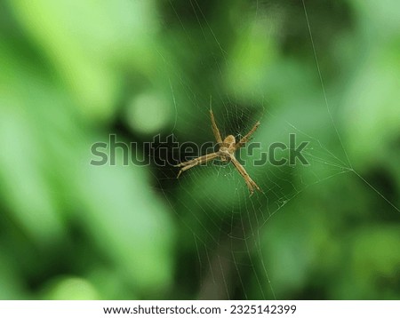Spider on the web. A spider web, spiderweb, spider's web, or cobweb is a structure created by a spider out of proteinaceous spider silk extruded from its spinnerets, generally meant to catch its prey.