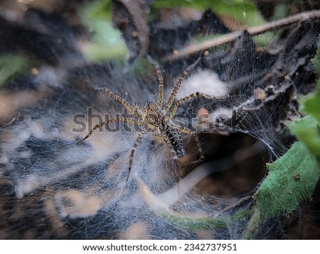 Spider on the web. A spider web, spiderweb, spider's web, or cobweb is a structure created by a spider out of proteinaceous spider silk extruded from its spinnerets, generally meant to catch its prey.