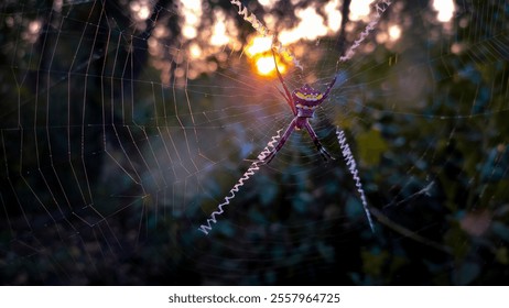 spider on a web with sunrise in the background. - Powered by Shutterstock