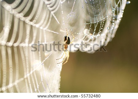 spider on web with water drops