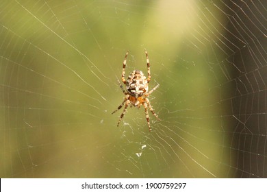 Spider On A Spider Web, Weaving A Web