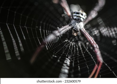 Spider On Webs