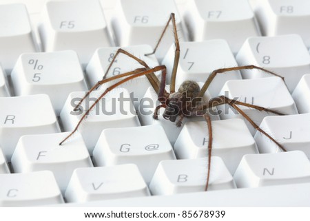 A spider on white computer keyboard (manually focused)
