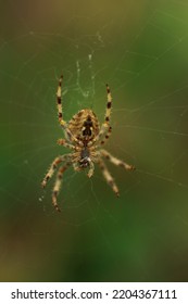 Spider On A White Web. Close Up Photo