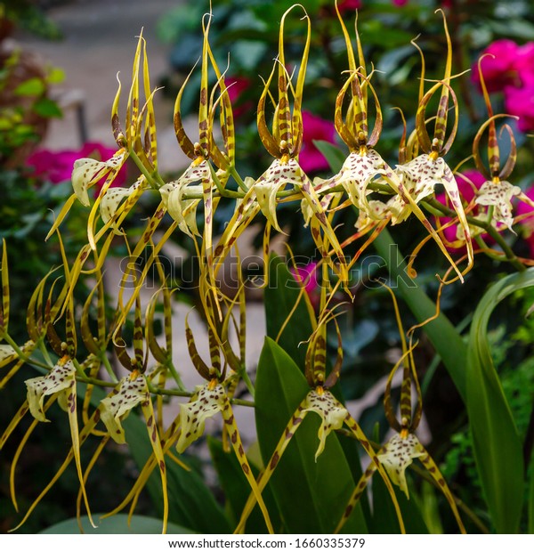 TÌNH YÊU LAN 2 - Page 36 Spider-orchid-called-brassia-cochleata-600w-1660335379