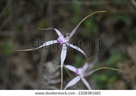 Spider Orchid, Donnelly River, Western Australia