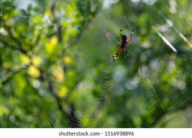 Garten Spinne Images Stock Photos Vectors Shutterstock