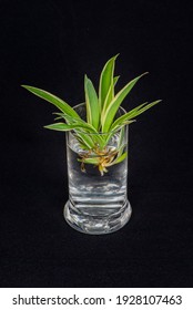 Spider plant baby sprouting in a glass vase on a black background