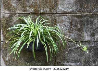 Spider plant in black hanging pot with old concrete wall background . Hanging plant - Shutterstock ID 2126225219