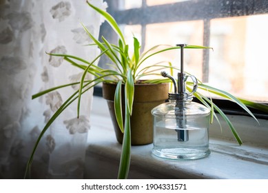 A Spider Plant In A Gold Pot And A Glass Plant Spritzer On A Windowsill In An Artist's Studio On A Sunny Day. 