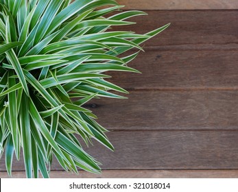 Spider Plant With Green & White Slender Leaf On An Old Wood Board