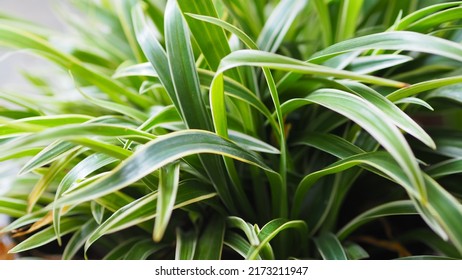 Spider Plant (Lili Paris) is able to provide benefits in the form of producing oxygen, removing toxins from wall paint and furniture in the house. - Shutterstock ID 2173211947