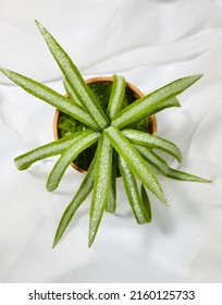 Spider Plant Made Out Of Felt Fabric Is The Perfect Home Decor. The Room Will Looks More Fresh And Aesthetic. 