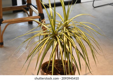 
Spider Plant Placed In The Middle Of The Room And Hit By The Light.