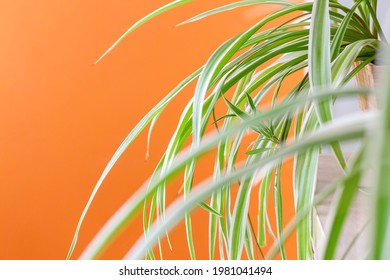 Spider Plant In The Room With Orange Wall. Chlorophytum Laxum (Bichetii Grass) Indoors On Orange Background. Selective Focus.