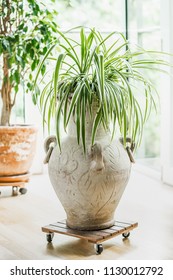 Spider Plant In Terracotta Amphora In Living Room At Window. Home Plants Ideas 