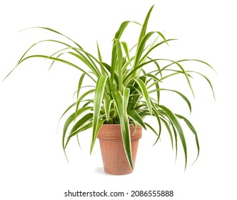 Spider Plant In Vase Isolated On White Background