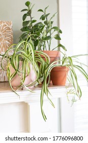 Spider Plants On A Mantel Shelf